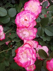 pink roses in a garden