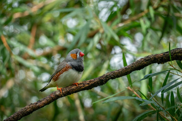 Zebra Finch on a Branch