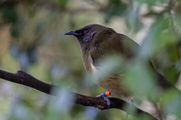 Bellbird in a Tree