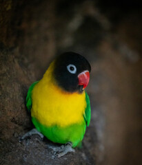 Portrait of a Lovebird