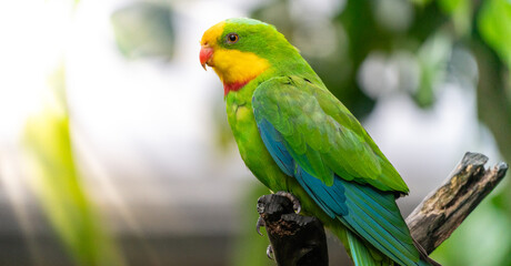 Portrait of a Superb Parrot