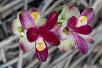 Formas Bromelia flor