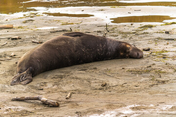 A male elephant seal sleeping on the beach, Drakes Beach, California