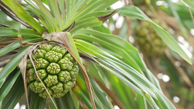 hala fruit on pandanus tectorius tree, tropical and exotic island food produce
