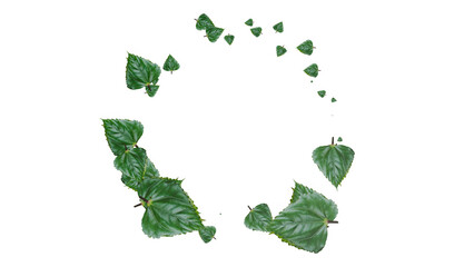 transparent leaves circular Shape
