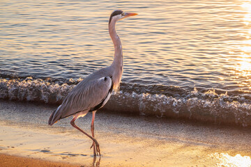 A heron hunting in the sea. Grey heron on the hunt