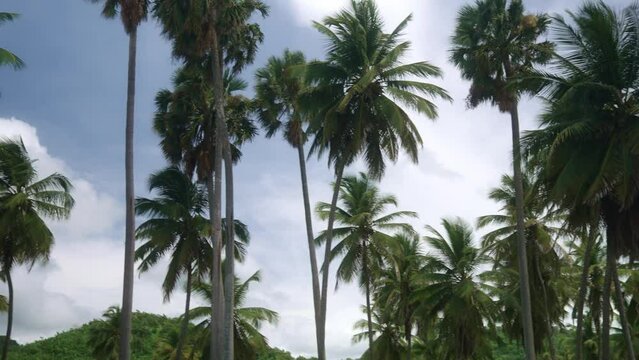 Low angle view of tall palm trees during daytime.