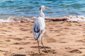 White Western Reef Heron (Egretta gularis) at Sharm el-Sheikh beach, Sinai, Egypt