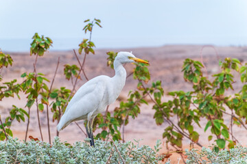 Western cattle egret (Bubulcus ibis) in winter plumage hunting for insects.