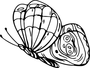 Hand drawn butterfly illustration, Transparent background.
