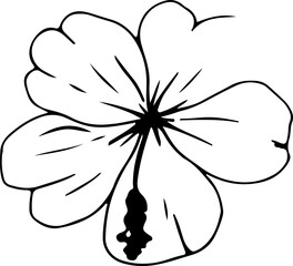 Hand drawn hibiscus flower illustration, Transparent background.
