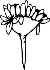 Hand drawn flower illustration, Transparent background.

