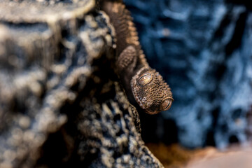 ルゴッサフトユビヤモリ