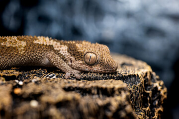 ルゴッサフトユビヤモリ