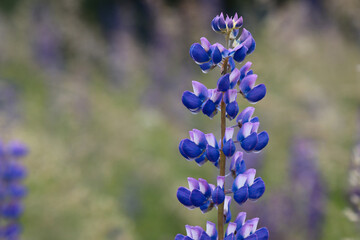 Flowering lupine plant.