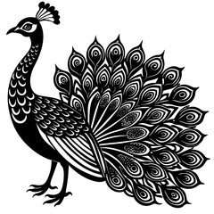 peacock illustration