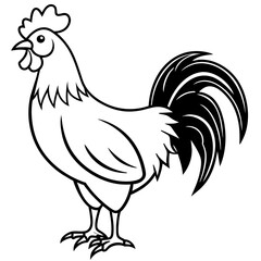 Fototapeta na wymiar rooster isolated on white