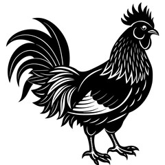 rooster isolated on white background