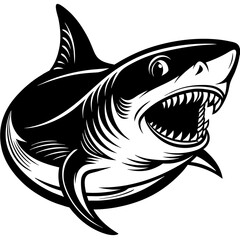 shark illustration