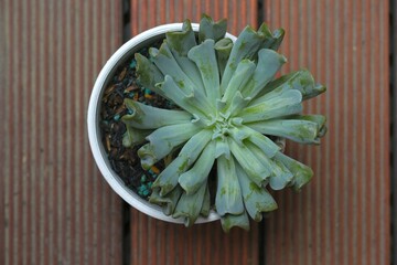 Echeveria irish mint on terracotta pot. kaktus