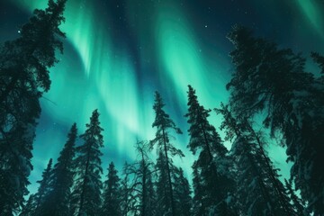 A beautiful night sky with a green aurora. The trees are tall and green, and the sky is filled with stars