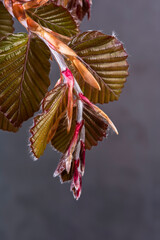Beech tree twig with young springtime leaves