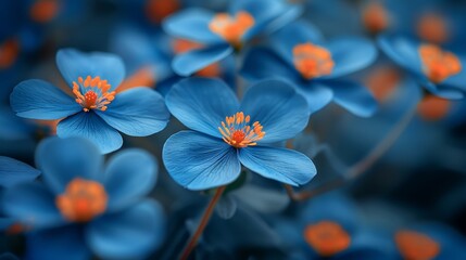   A tight shot of several blue blooms, their centers filled with orange stamens within the petals