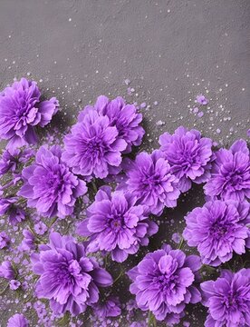 The purple double flowered aster flowers that bloom in full bloom in the autumn. purple flowers of small creeping carnations on a beach Sand in summer close-up