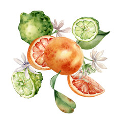 Grapefruit and bergamot citrus fruits with jasmine flowers watercolor isolated illustration. Hand...