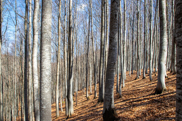 In a leafless beech forest in early spring