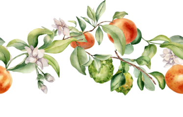 Grapefruit and bergamot on branches of fruit tree seamless border isolated . Watercolor citrus plants . Hand drawn various leaves and jasmine flowers in botanical sketch style for textile, package