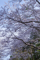 満開を迎えた桜の花 鳥取県 因幡千本桜 ソメイヨシノ