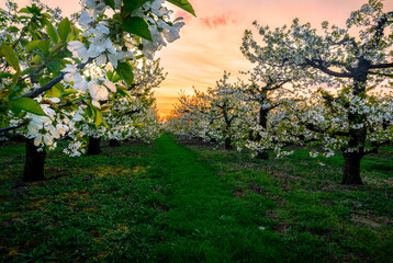 Beautiful spring sunset in cherry trees orchard