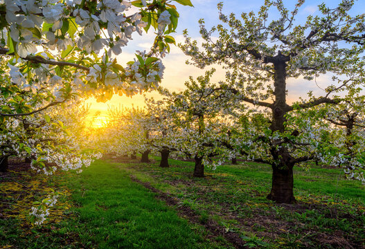 Beautiful spring sunset in cherry trees orchard