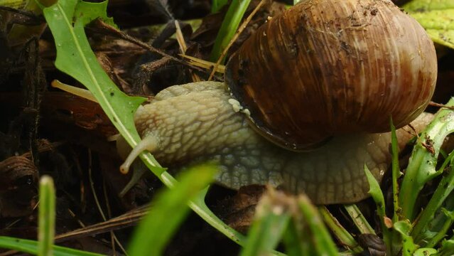 Common garden snail, Cornu aspersum, slowly crawling through the forest floor. Macro animal in nature