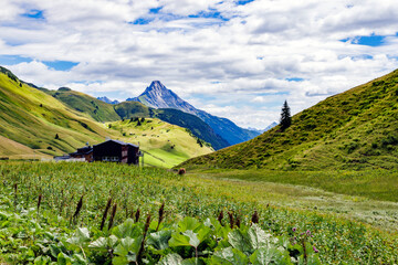 Wiesen und Felder in den Alpen