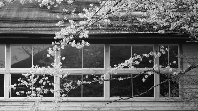 木造校舎と桜　鳥が散らす花びら　モノクロ