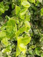 Obraz premium green leaves of a plant