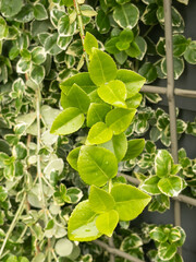 close up of green leaves