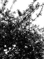 silhouette of a tree in the sun