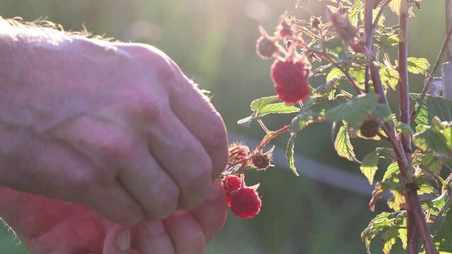 Hands pick ripe raspberries from bush in evening in backlight of sun.