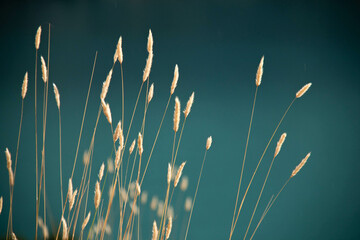 Close-up of several Scented Spikelet against an Azure Blue Background. Sandy Golden Blades of Grass...