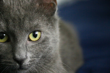 Close-up of Half Cat's Face with Green Cunning eyes staring intently into camera. Breed is Russian...
