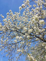 Japanese white cherry tree aka Sakura bloom in early Spring in house garden at  sunny day and blue sky. Beauty of nature