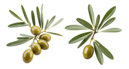 olive branch with olives isolated on transparent background
