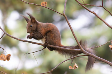 cute red squirrel eating nut - 781833405