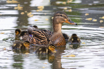 female mallard with young chicks - 781833429