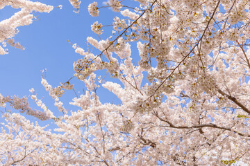北海道函館-五稜郭公園-12