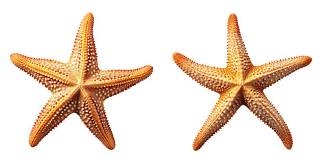 two yellow orange starfishes isolated on transparent background