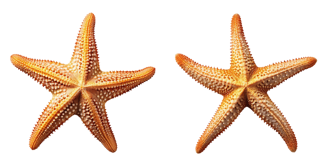 two yellow orange starfishes isolated on transparent background